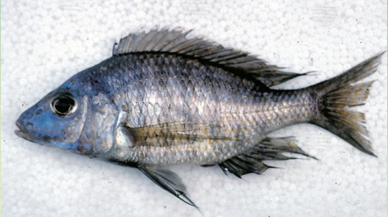 Aulonocara sp. 'cf. macrochir' Boadzulu Island